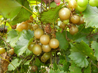 Triumph Bronze Muscadine