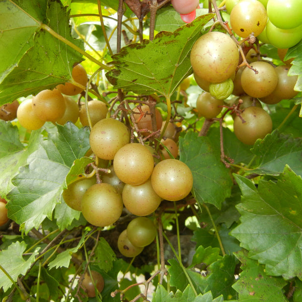 Triumph Bronze Muscadine