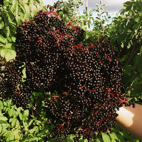 Adams Elderberry Plant