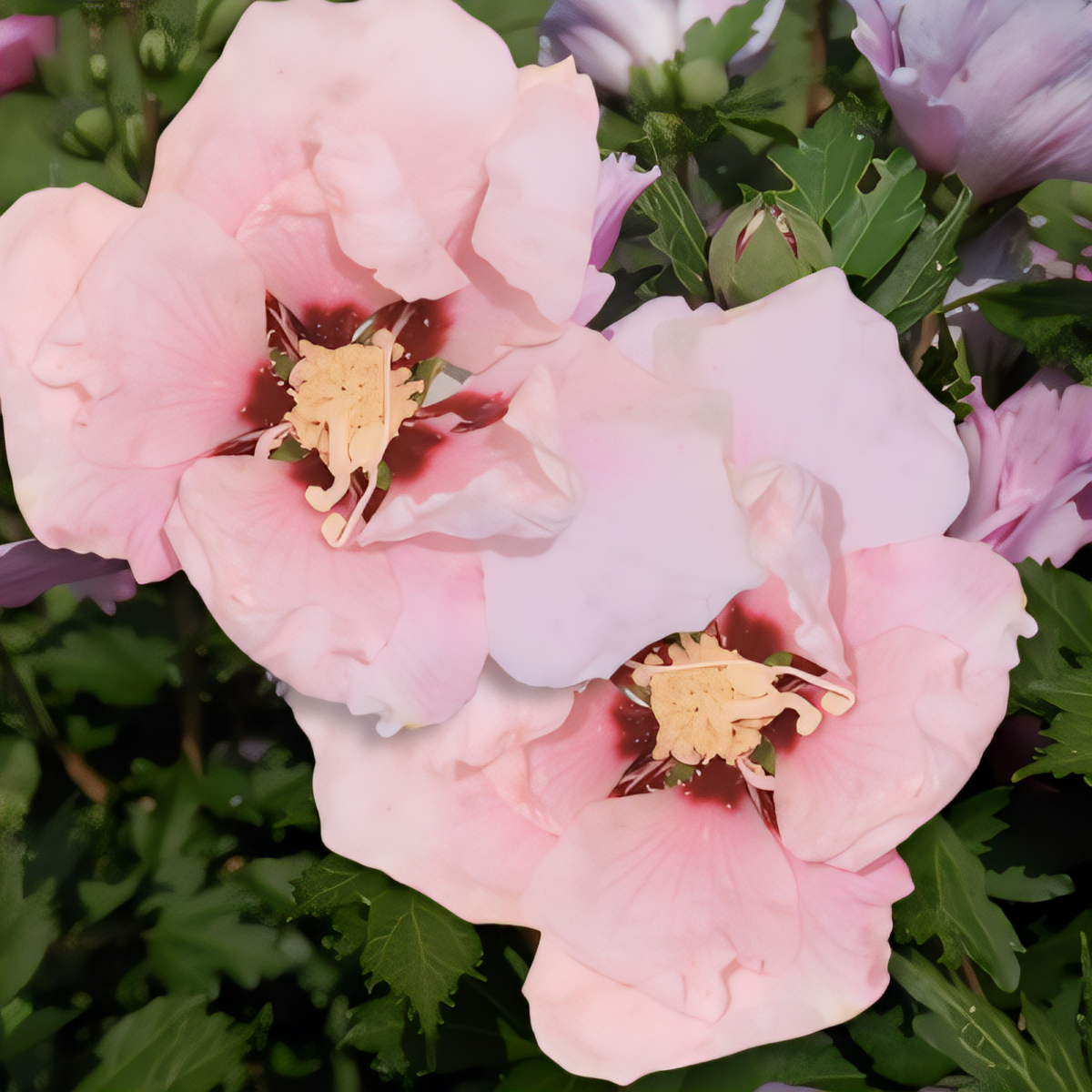 Pink Althea - 1