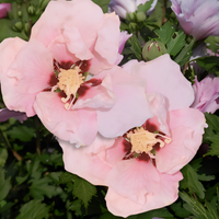 Pink Althea - 1