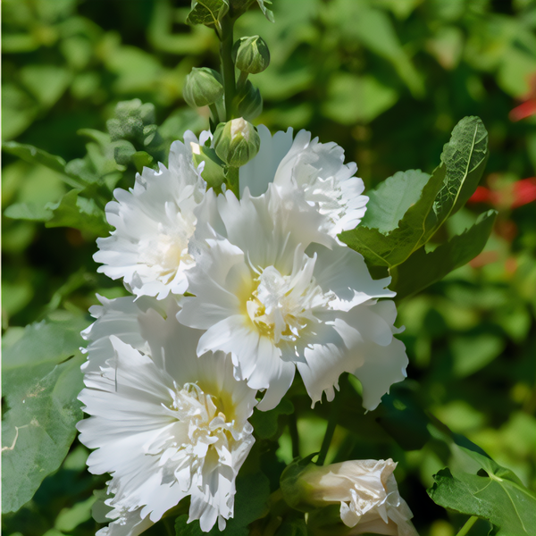 White Althea