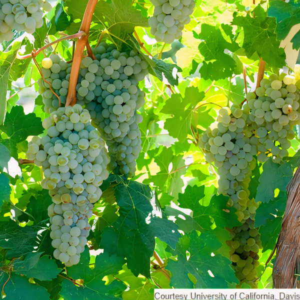 Ambulo Blanc Grapevine