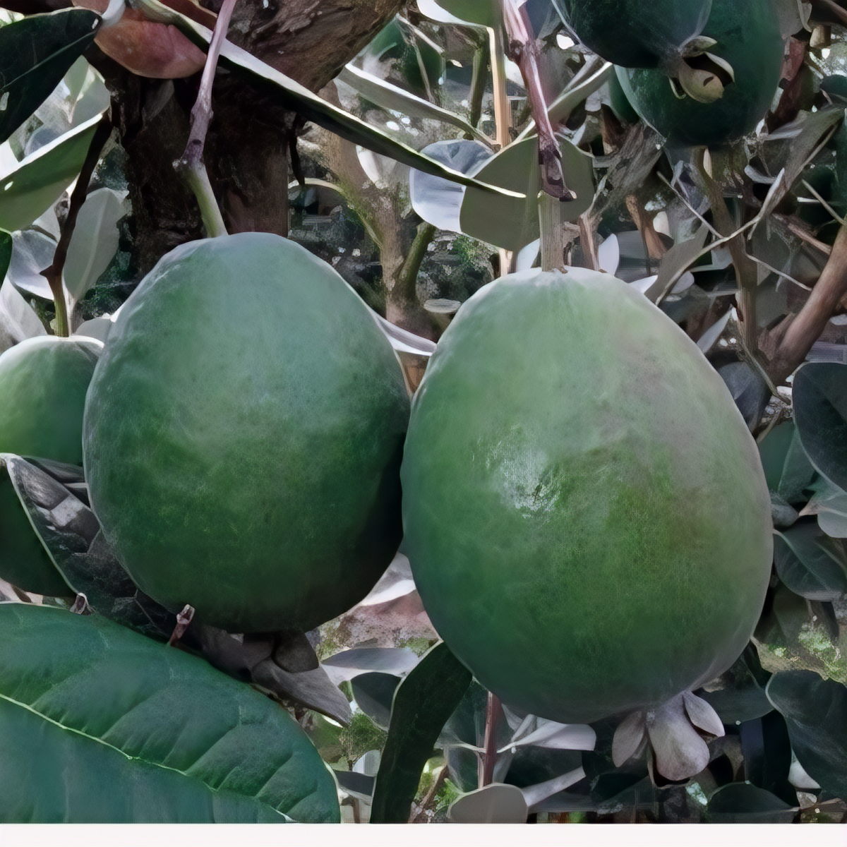 Anatoki Pineapple Guava Bush - 1