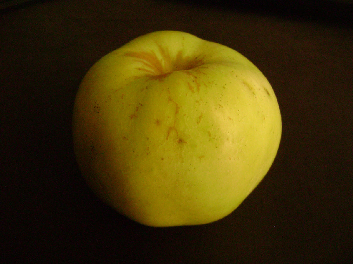 Semi-Dwarf Ein Shemer Apple Tree