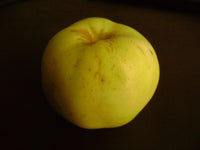 Semi-Dwarf Ein Shemer Apple Tree