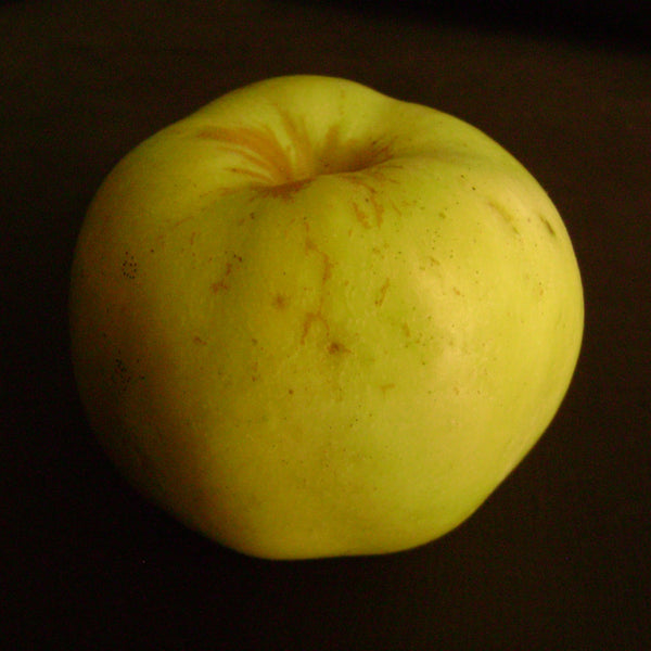 Semi-Dwarf Ein Shemer Apple Tree