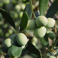 Arbosana Olive Tree - 1