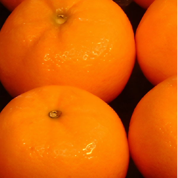Arctic Frost Satsuma Tree