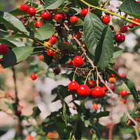Barbados Cherry Tree - 1