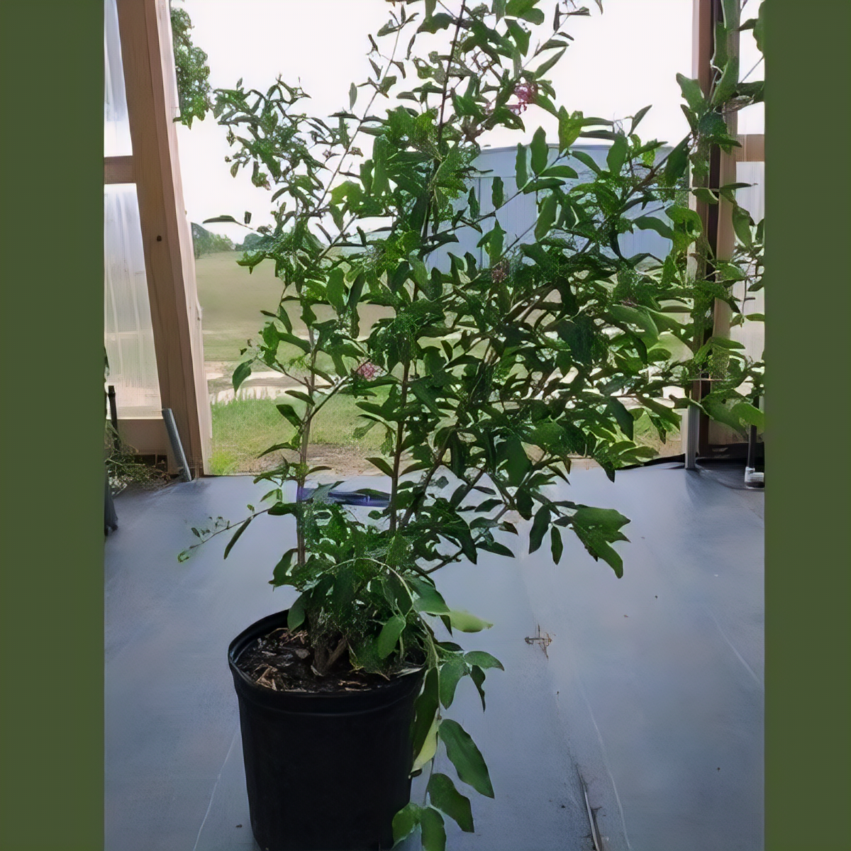 Barbados Cherry Tree - 2