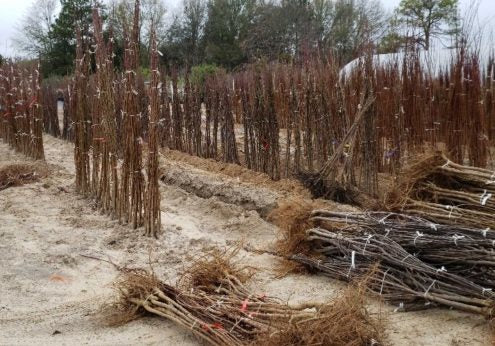 Caring For Your Bare Root Trees