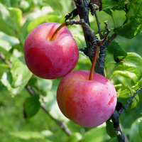 Beauty Plum Tree - 1