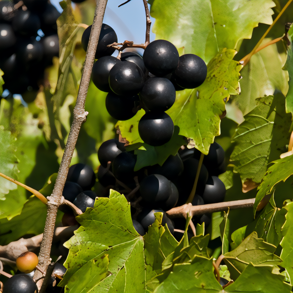 Black Beauty Muscadine - 1
