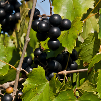 Black Beauty Muscadine - 1