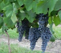 Black Spanish Grapevine