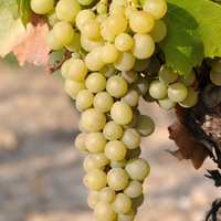 Blanc Du Bois Grapevine - 1