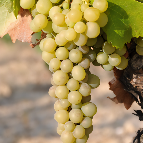 Blanc Du Bois Grapevine