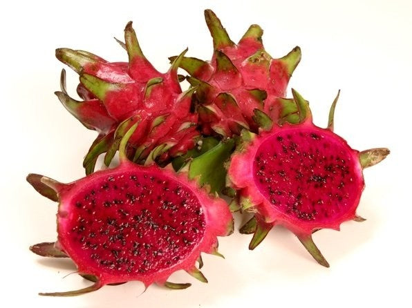 Zamorano Red Dragon Fruit Plant