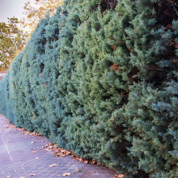 Blue Point Juniper