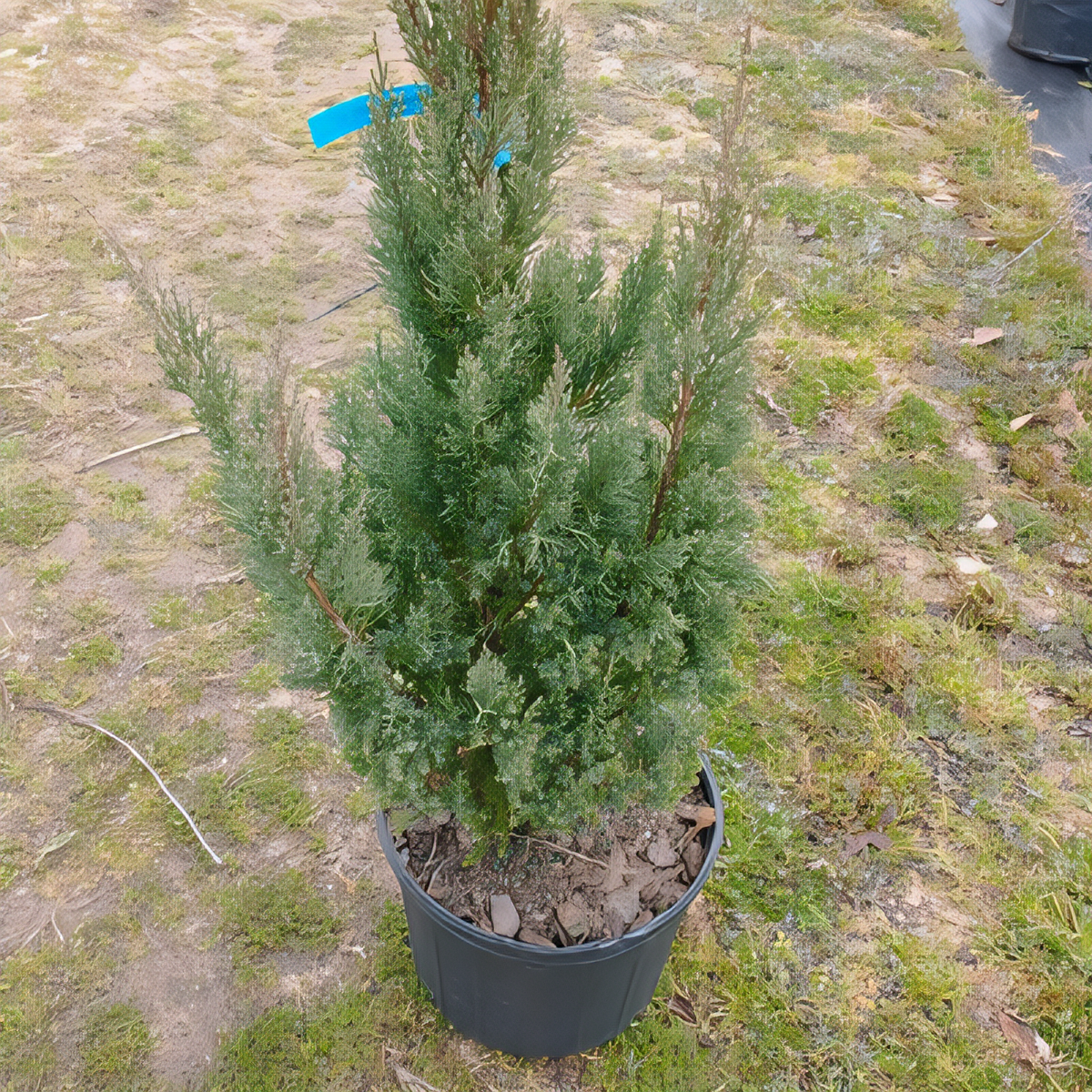 Blue Point Juniper - 2