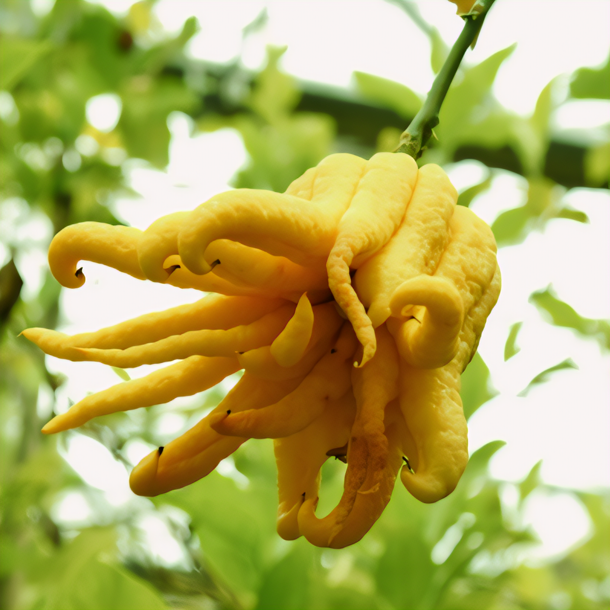 Buddha's Hand Citron Tree - 1