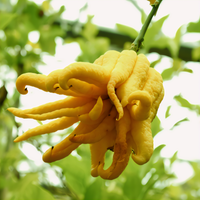 Buddha's Hand Citron Tree - 1