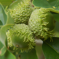 Bur Oak - 1