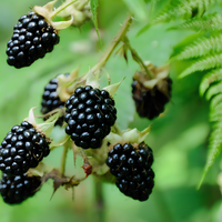 Caddo Thornless Blackberry Plant - 1