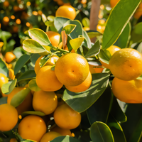 Calamondin Tree - 1
