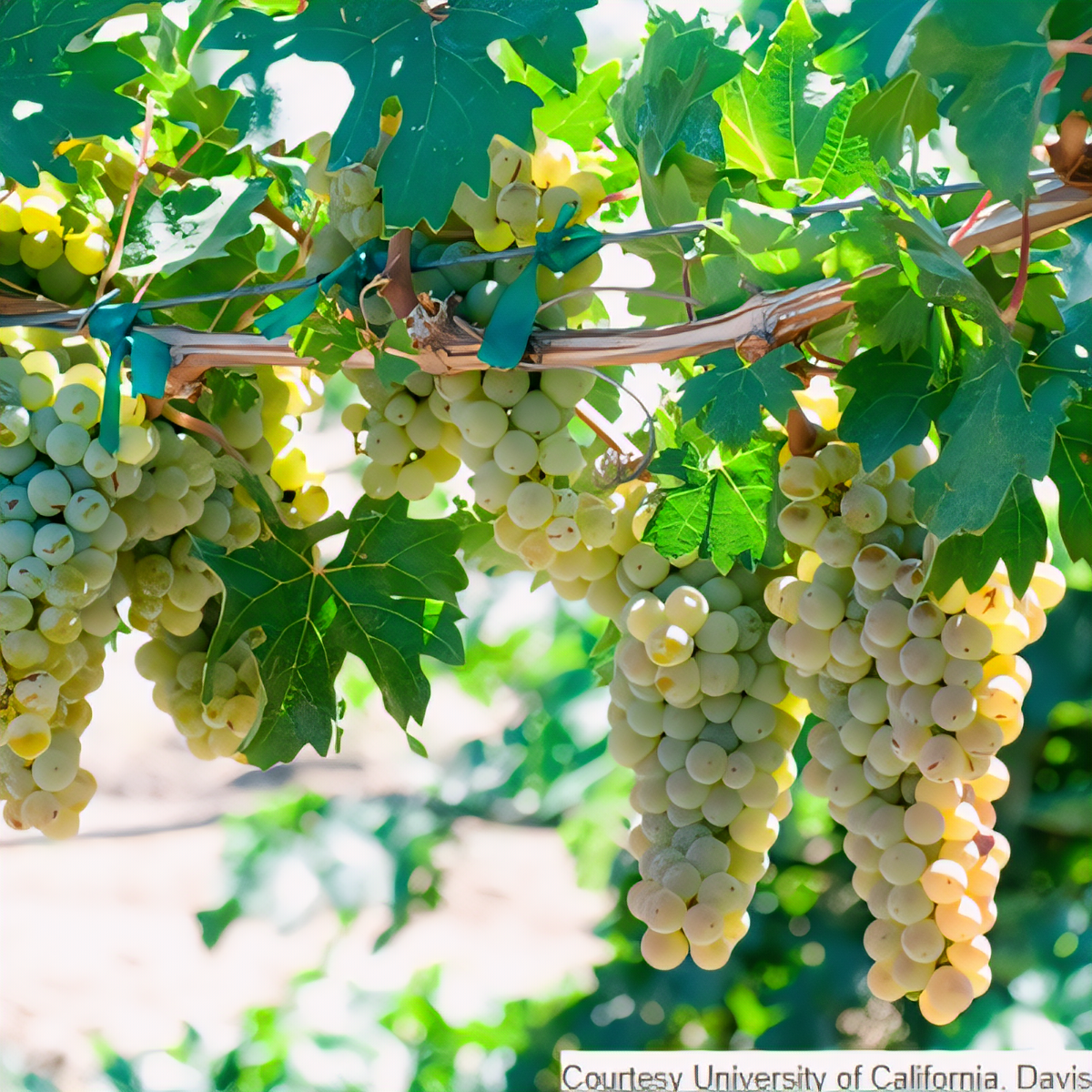 Caminante Blanc Grapevine - 1