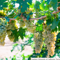 Caminante Blanc Grapevine - 1