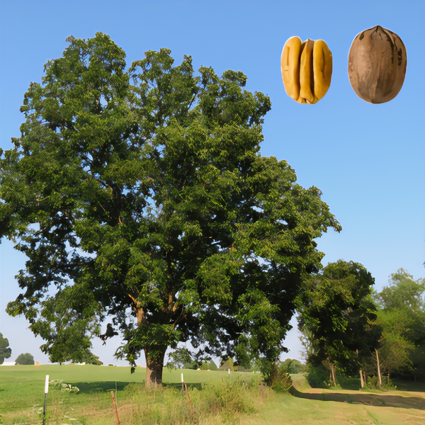 Cape Fear Pecan Tree