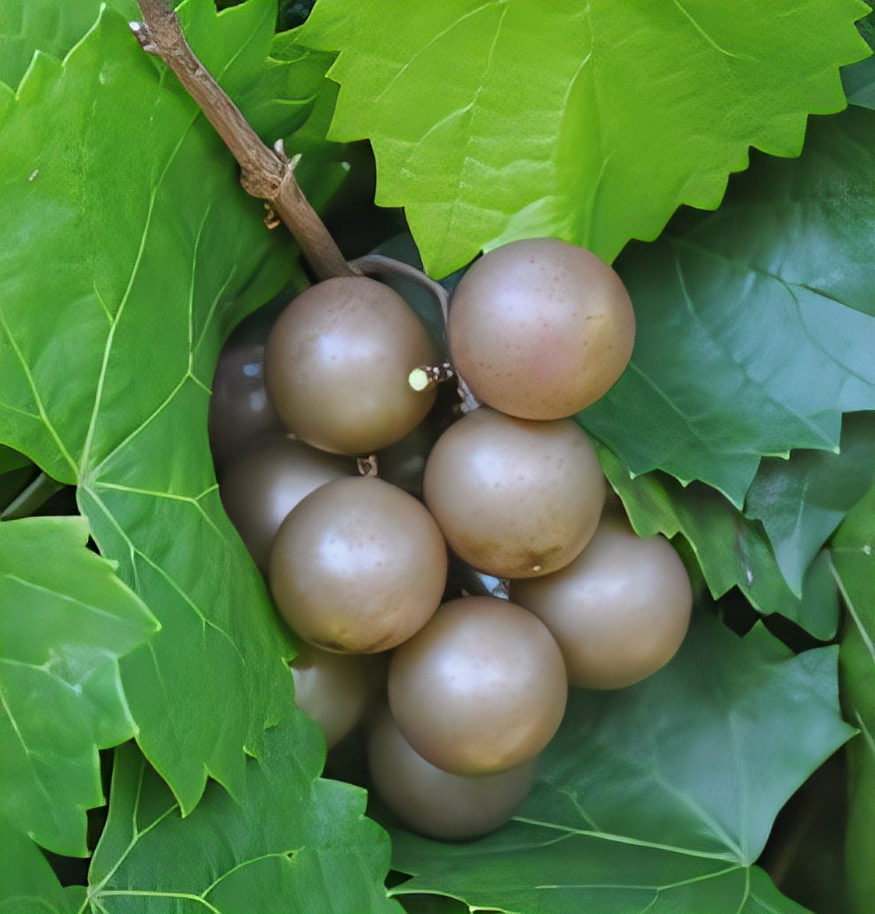 Carlos Bronze Muscadine - 1