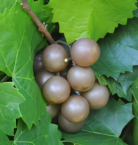 Carlos Bronze Muscadine - 1