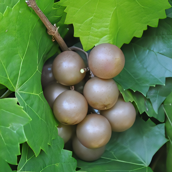 Carlos Bronze Muscadine