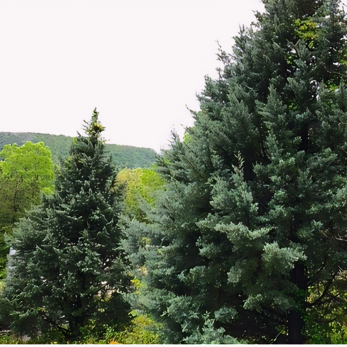 Carolina Sapphire Cypress - 1