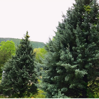 Carolina Sapphire Cypress - 1