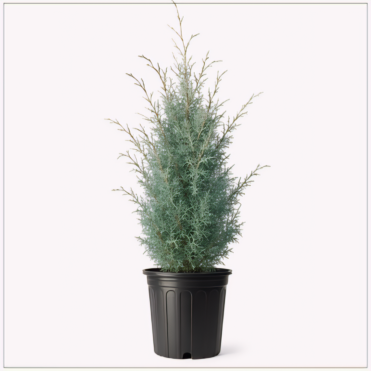 Carolina Sapphire Cypress - 2