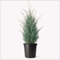 Carolina Sapphire Cypress - 2