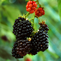 Chickasaw Blackberry Plant - 1