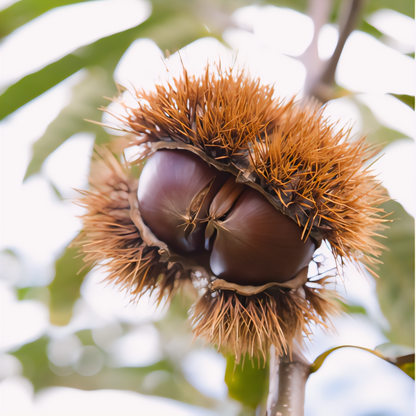 Chinese Chestnut Tree