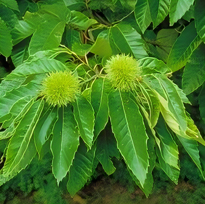 Chinese Chestnut Tree - 2