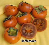 Coffeecake Persimmon Tree - 1