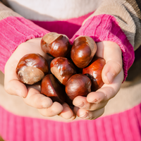 Colossal Chestnut Tree - 1