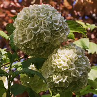 Common Snowball Viburnum - 1