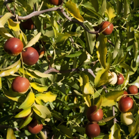 Contorted Jujube Tree - 1