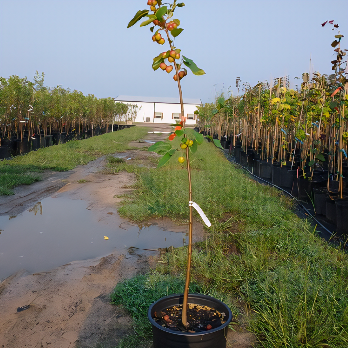 Dolgo Fruiting Crabapple Tree - 2
