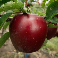 Semi-Dwarf Arkansas Black Apple Tree - 1