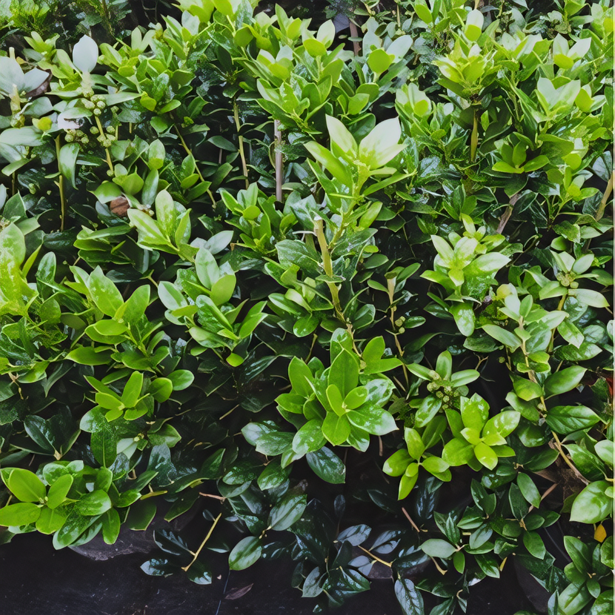 Dwarf Burford Holly - 1
